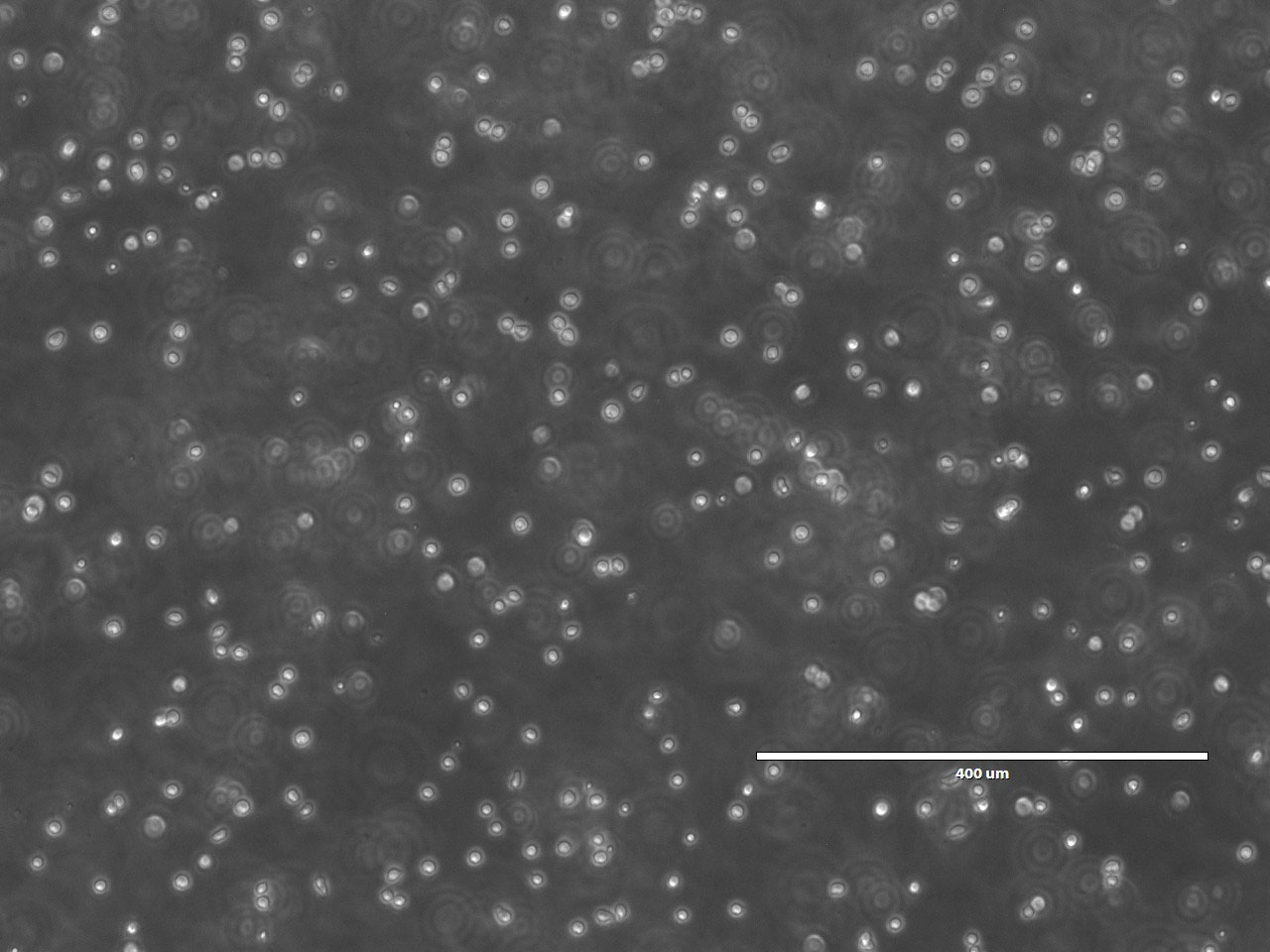 La NASA demuestra el crecimiento de células madre en el espacio para revolucionar tratamientos contra el cáncer y enfermedades